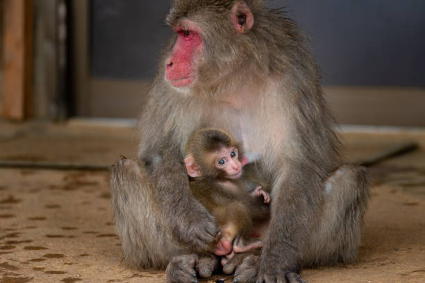 istock Japanese macaque Kyoto. 1269284010
