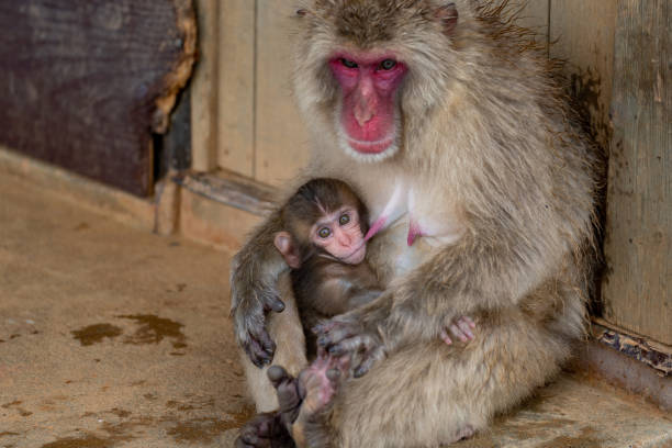 istock Japanese macaque Kyoto. 1269284016