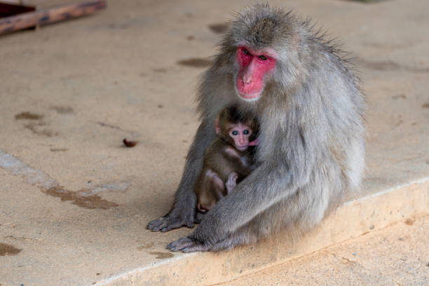 istock Japanese macaque Kyoto. 1269284151