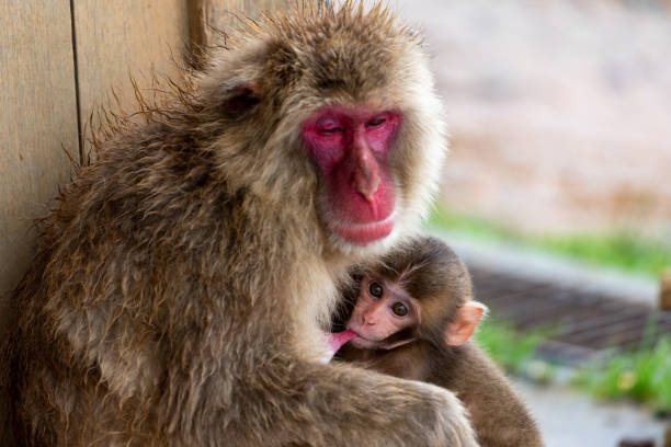 istock Japanese macaque Kyoto. 1269284176