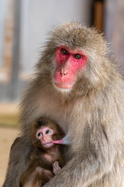 istock Japanese macaque Kyoto. 1269284236