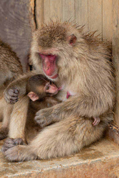 istock Japanese macaque Kyoto. 1269284251