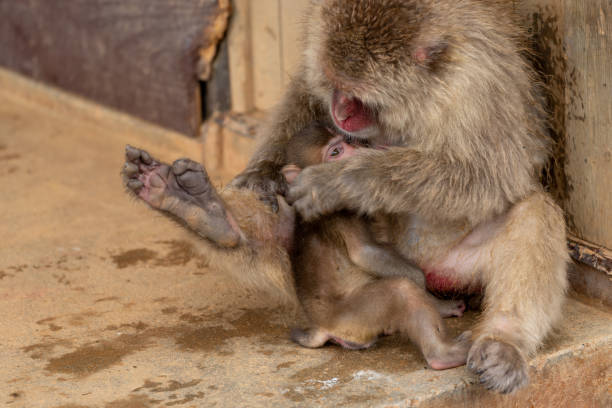 istock Japanese macaque Kyoto. 1269284288
