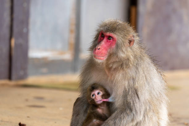 istock Japanese macaque Kyoto. 1269284309