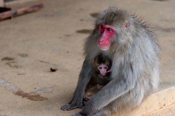 istock Japanese macaque Kyoto. 1269284387
