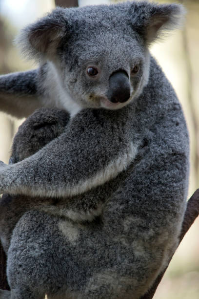 istock the koala is holding her joey 1269284506