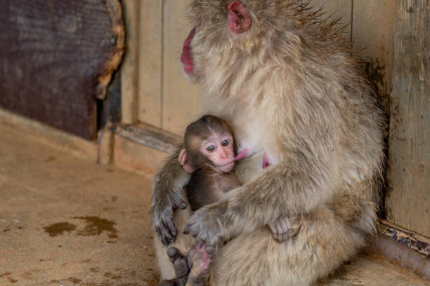 istock Japanese macaque Kyoto. 1269284526