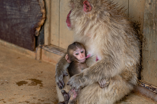 A baby monkeys are drinking breast milk.