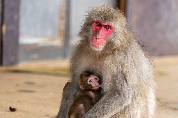 Japanese macaque Kyoto.