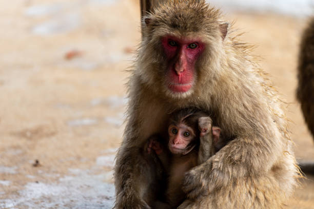 istock Japanese macaque Kyoto. 1269284694