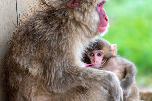 istock Japanese macaque Kyoto. 1269284705