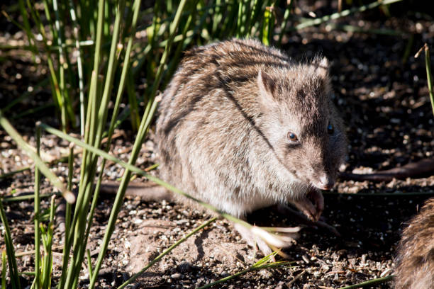 le potoroo à long dos est un petit marsupial - potoroo photos et images de collection