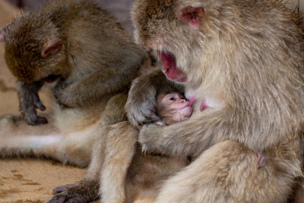 istock Japanese macaque Kyoto. 1269285244