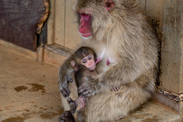 istock Japanese macaque Kyoto. 1269285777