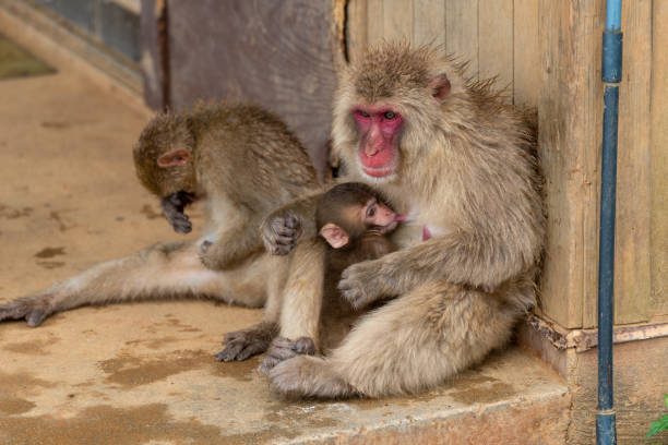 istock Japanese macaque Kyoto. 1269285842