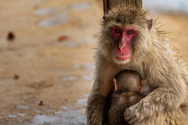 istock Japanese macaque Kyoto. 1269285860
