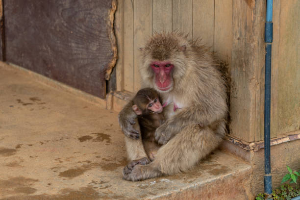 istock Japanese macaque Kyoto. 1269285918