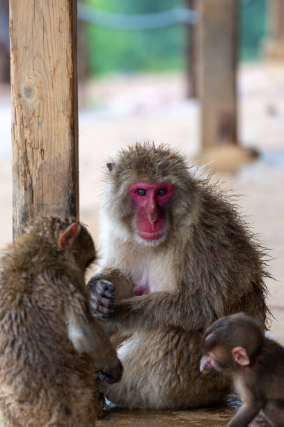 istock Japanese macaque Kyoto. 1269285935