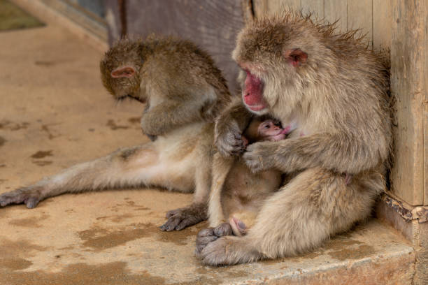 istock Japanese macaque Kyoto. 1269285983