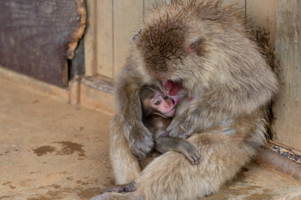 istock Japanese macaque Kyoto. 1269286021