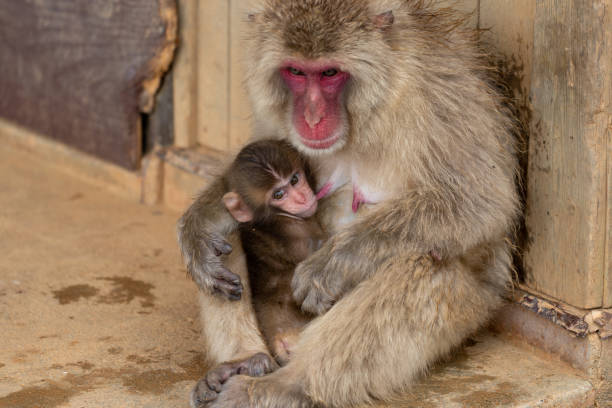 istock Japanese macaque Kyoto. 1269286119