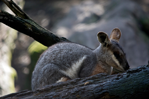 the yellow footed rock wallaby is grey, brown and white wallaby.