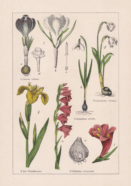 Monocotyledons, iridaceae, chromolithograph, published in 1895 Monocotyledons, iridaceae: 1) Spring crocu (Crocus vernus), b-blossom, c-stamen, d-stigma; 2) Yellow flag (Iris pseudacorus); 3) Eastern gladiolus (Gladiolus communis), b-blossom, c-bulb; 4) Snowdrop (Galanthus nivalis); 5) Spring snowflake (Leucojum vernum). Chromolithograph, published in 1895. leucojum vernum stock illustrations