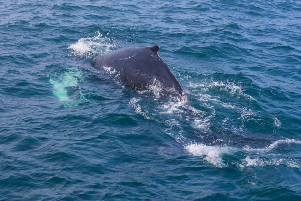 istock Whale watching on the Iceland coast near Husavik. 1269291389