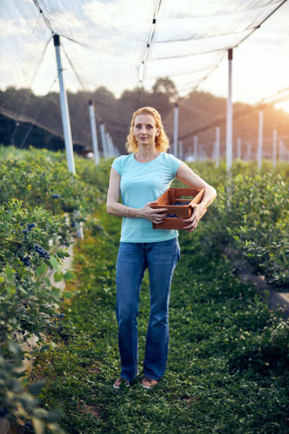 donna moderna che lavora e raccoglie mirtilli in una fattoria biologica - concetto di business di potere femminile. - business mature adult employment issues women foto e immagini stock