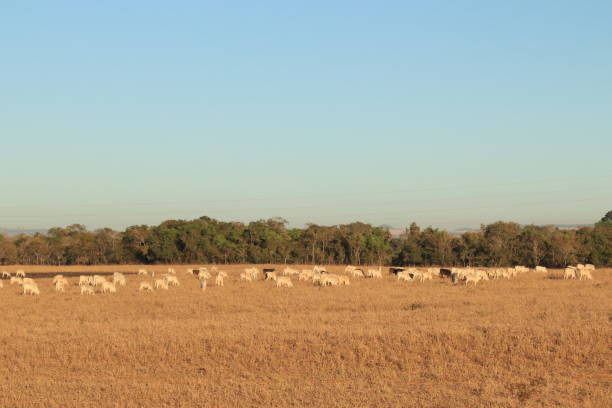 istock herd of cattle in the field 1269296174