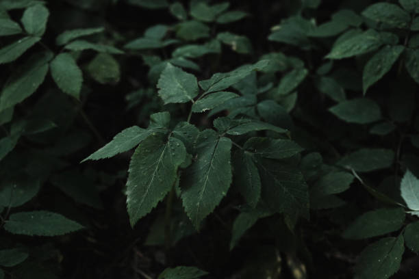 istock Green leaf texture. Leaf texture background. Shape and pattern of freshness green leaves for the natural background and wallpaper 1269302781