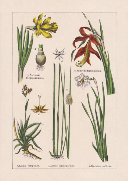 ilustraciones, imágenes clip art, dibujos animados e iconos de stock de monocotyledons, cromolitógrafo, publicado en 1895 - daffodil stem yellow spring