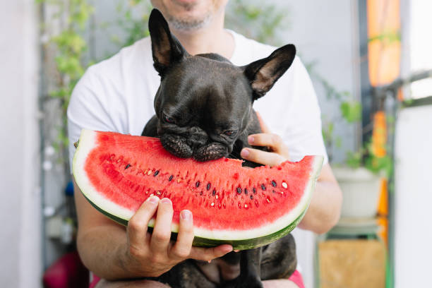 midsection do homem com bulldog francês comendo sorvete - dog eating puppy food - fotografias e filmes do acervo