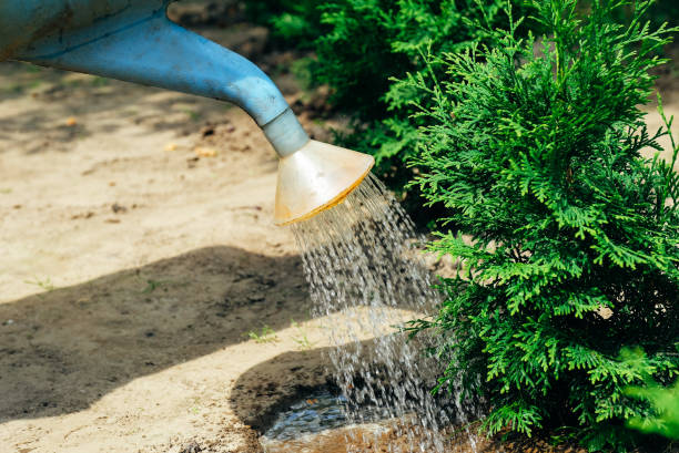 istock Young thuja tree watered from a watering can, close-up view. Gardening concept. 1269308504