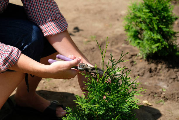 istock Gardener pruning tree of thuja using garden shears 1269308510