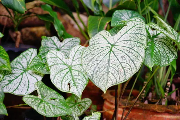 Close-up Colorful green and white leaves of a caladium.