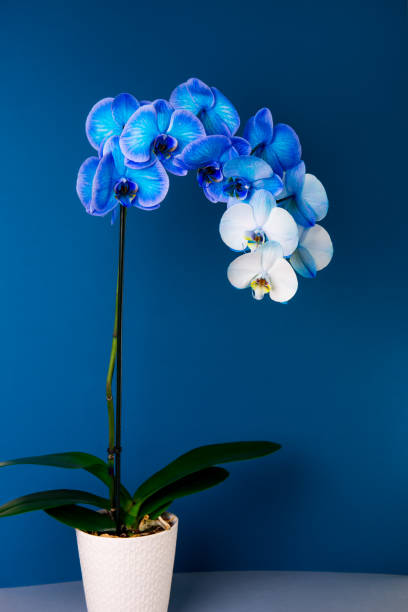 Blooming gradient blue and white potted phalaenopsis orchid on dark classic blue background. Artificially Colored flower in a pot. Modern colors. Vertical card. Copy space.