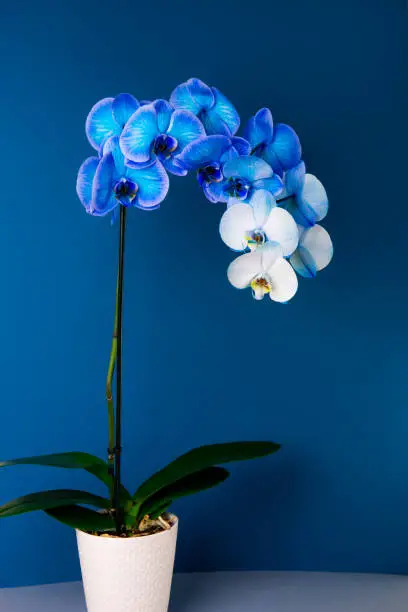 Blooming gradient blue and white potted phalaenopsis orchid on dark classic blue background. Artificially Colored flower in a pot. Modern colors. Vertical card. Copy space