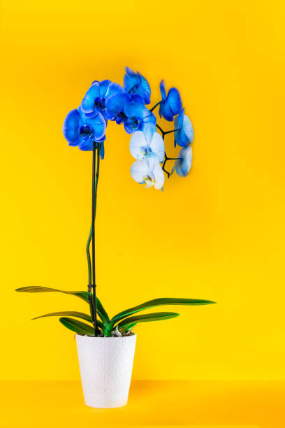 istock Blooming gradient blue and white potted phalaenopsis orchid on bright yellow background. Artificially Colored flower in a pot. Contrast modern colors. Vertical card. Copy space. 1269309017