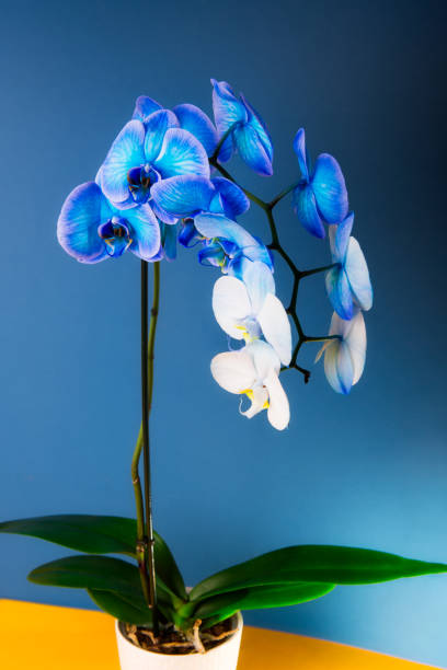 istock Close up Blooming gradient blue and white potted phalaenopsis orchid on dark classic blue and yellow background. Artificially Colored flower in a pot. Modern colors. Vertical card. Copy space. 1269309018