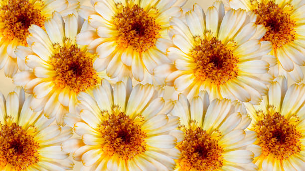 lindas flores de marigold em fundo amarelo desfocado. conceito de flores festivas. cartão floral com flores. - 5416 - fotografias e filmes do acervo