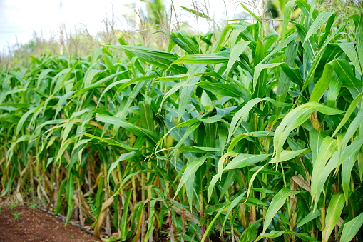 green corn field in a farmer's lush field