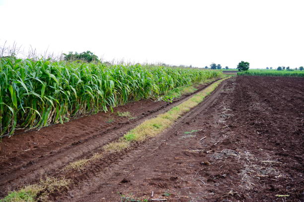istock The corn plant in the field 1269314006
