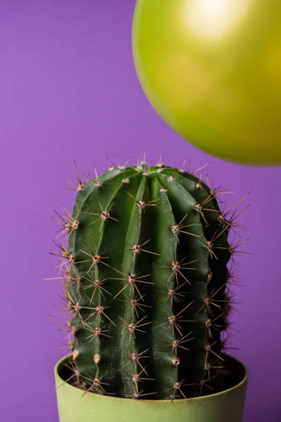istock Yellow balloon flying too close to cactus 1269314062