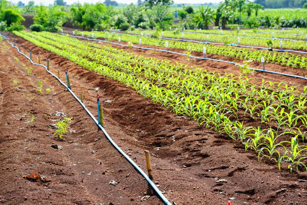 istock Irrigation system watering young corn field by water springer of Row 1269314118