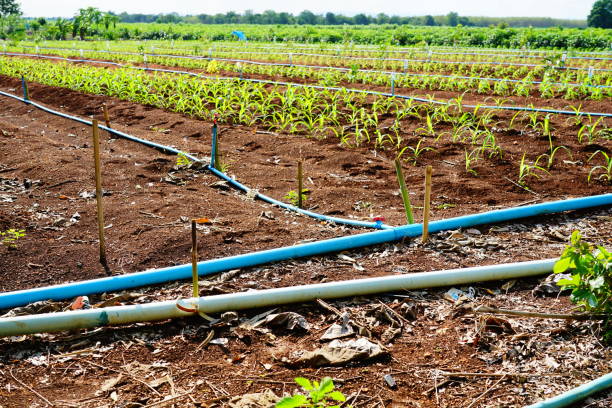 système d’irrigation arrosant le jeune champ de maïs par le sourceur d’eau de la rangée - corn crop irrigation equipment agriculture leaf photos et images de collection