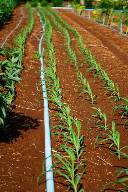 système d’irrigation arrosant le jeune champ de maïs par le sourceur d’eau de la rangée - corn crop irrigation equipment agriculture leaf photos et images de collection