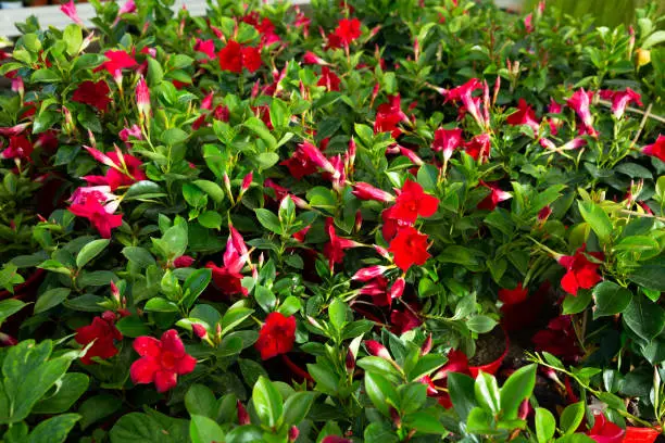 Image of red plants of dipladenia  growing in pots in sunny hothouse