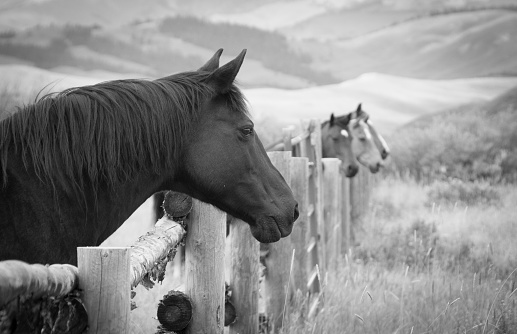 Horses are seen looking over a wooden fence railing in black and white with mountains in the background