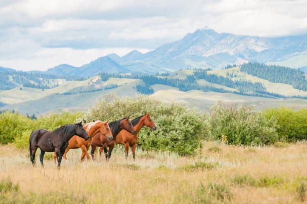Four horses are seen standing side by side in front of a backdrop of western mountains